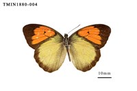 藏品(異粉蝶)的圖片